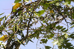 Decalepis hamiltonii